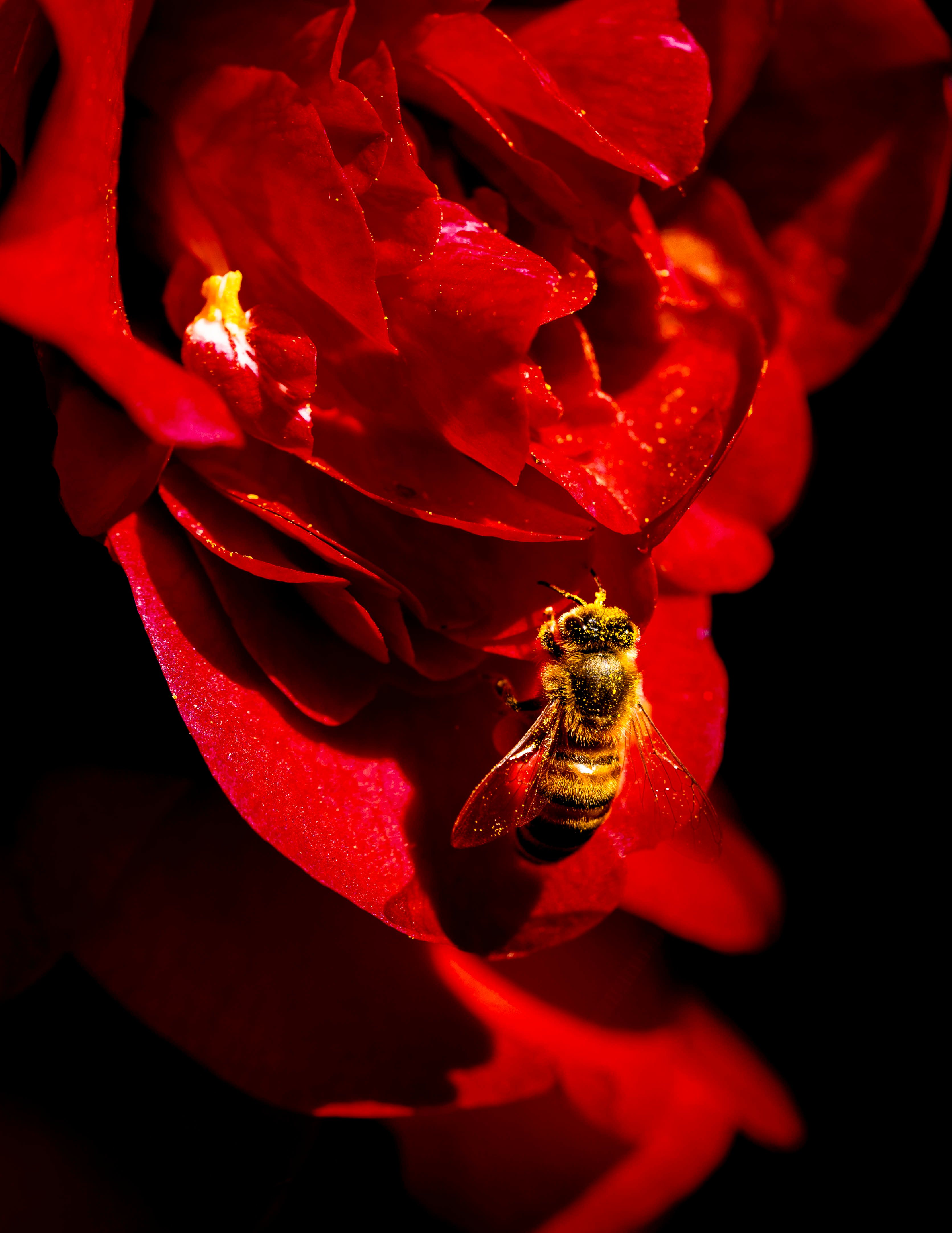Bumblebee resting on the petals of a vivid red rose